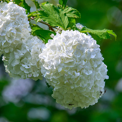 Hydrangea White Mophead Standards Hydrangea White Mophead Standards