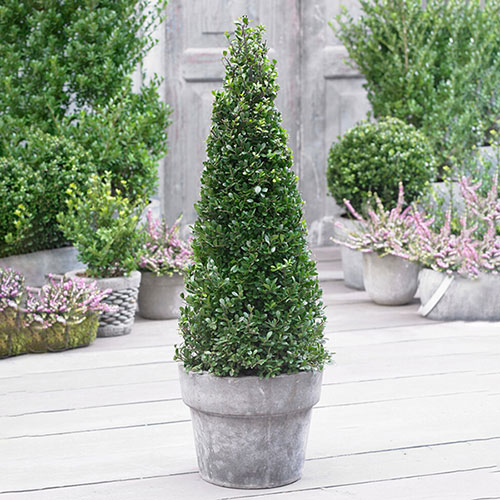 Ilex crenata Japanese Holly Pyramid Ilex crenata Japanese Holly Pyramid