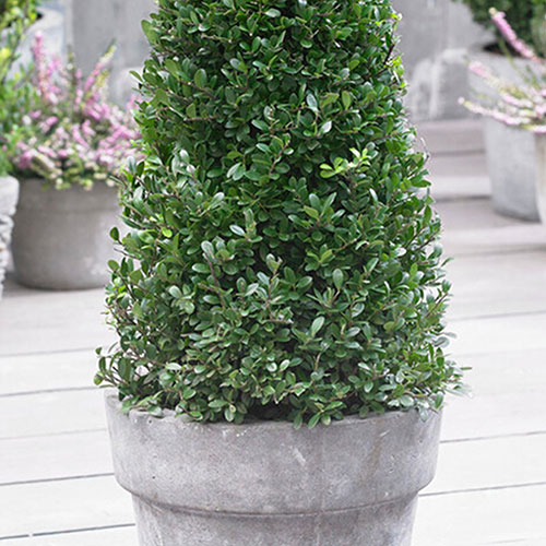 Ilex crenata Japanese Holly Pyramid Ilex crenata Japanese Holly Pyramid