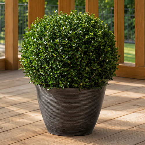 Ilex crenata Japanese Holly Topiary Ball Ilex crenata Japanese Holly Topiary Ball