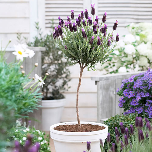 Lavender Anouk - Mini Standard