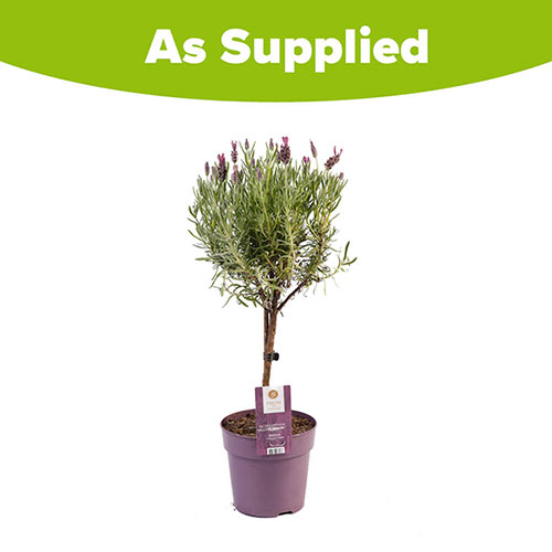 Lavender Anouk - Mini Standard