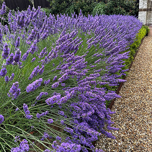 Lavender Phenomenal Lavender Phenomenal