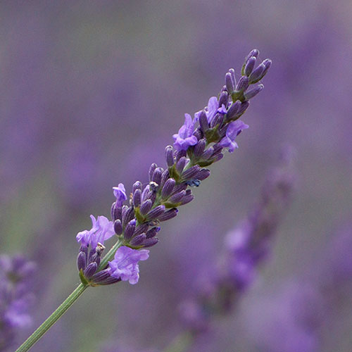 Lavender Phenomenal Lavender Phenomenal