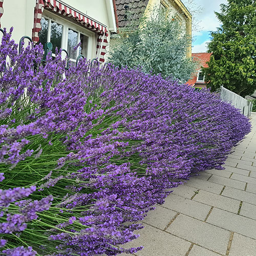 Lavender Phenomenal Lavender Phenomenal