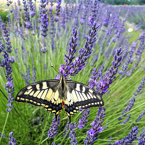 Lavender Phenomenal Lavender Phenomenal