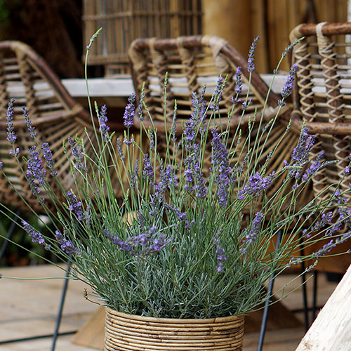 Lavender Phenomenal Lavender Phenomenal