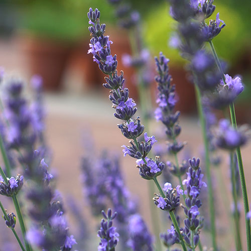 Lavender Phenomenal Lavender Phenomenal