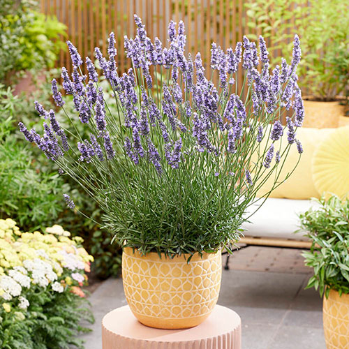 Lavender Sensational