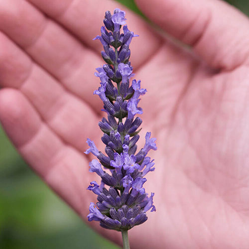 Lavender Sensational