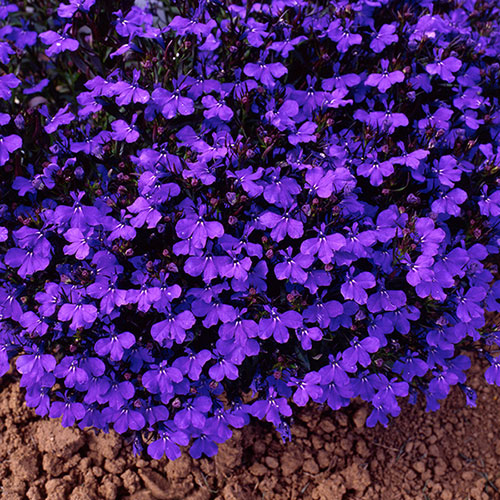 Lobelia Crystal Palace Blue Lobelia Crystal Palace Blue