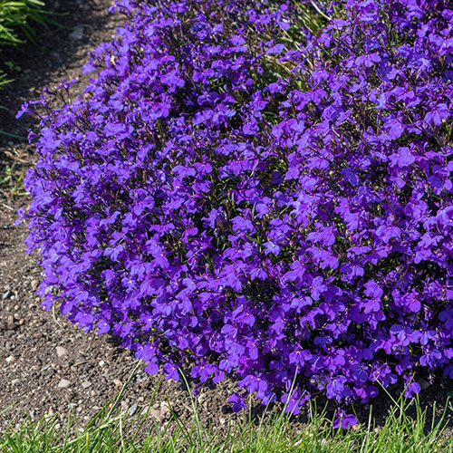 Lobelia Crystal Palace Blue Lobelia Crystal Palace Blue
