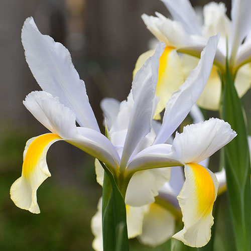 Dutch Iris Mix Dutch Iris Mix