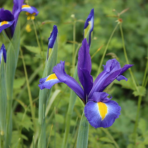 Dutch Iris Mix Dutch Iris Mix