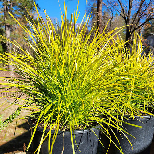 Lomandra Miners Gold Lomandra Miners Gold