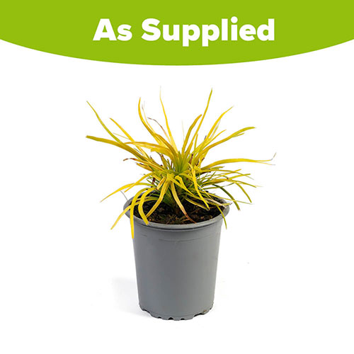 Lomandra Miners Gold Lomandra Miners Gold