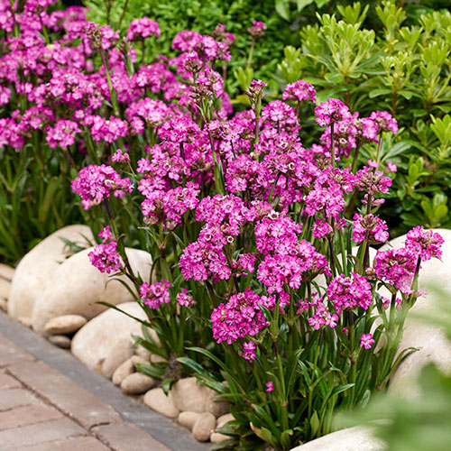 Lychnis Cherry Bubbles Lychnis Cherry Bubbles