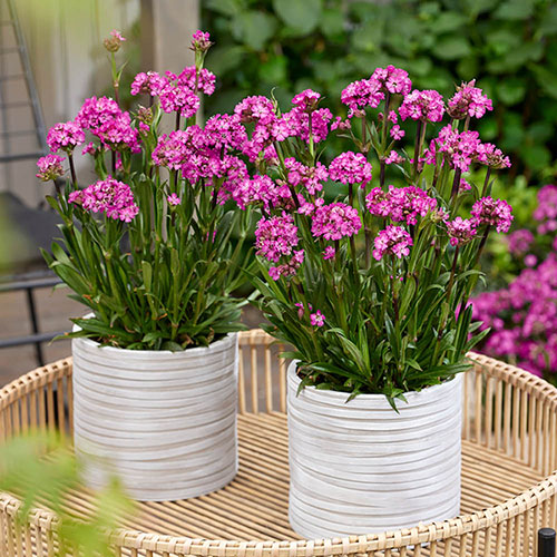 Lychnis Cherry Bubbles Lychnis Cherry Bubbles