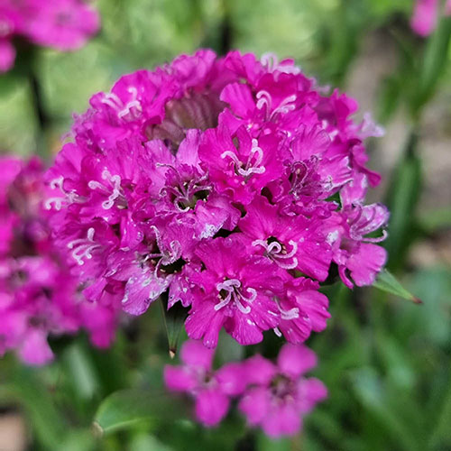 Lychnis Cherry Bubbles Lychnis Cherry Bubbles
