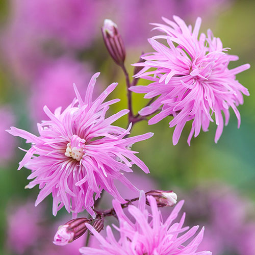 Lychnis Petite Jenny Lychnis Petite Jenny