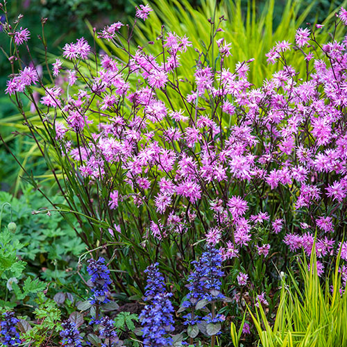 Lychnis Petite Jenny Lychnis Petite Jenny