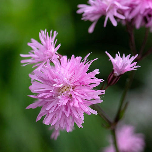 Lychnis Petite Jenny Lychnis Petite Jenny