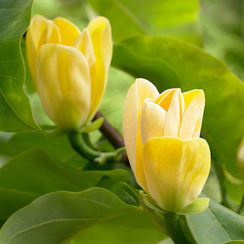 Magnolia Yellow Bird Magnolia Yellow Bird