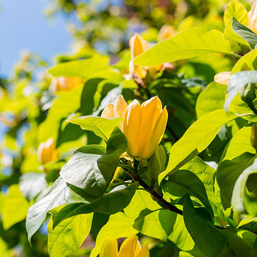 Magnolia Yellow Bird Magnolia Yellow Bird