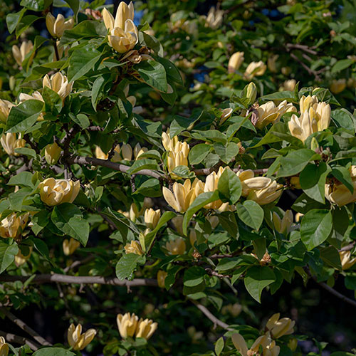 Magnolia Yellow Bird Magnolia Yellow Bird