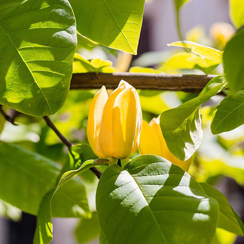 Magnolia Yellow Bird Magnolia Yellow Bird