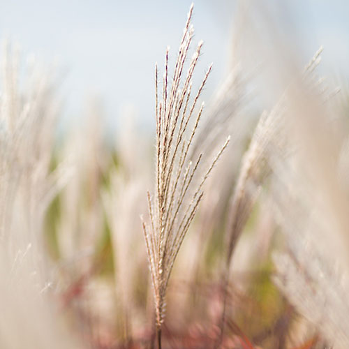 Miscanthus Lady in Red Miscanthus Lady in Red