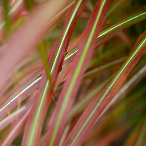Miscanthus Lady in Red Miscanthus Lady in Red