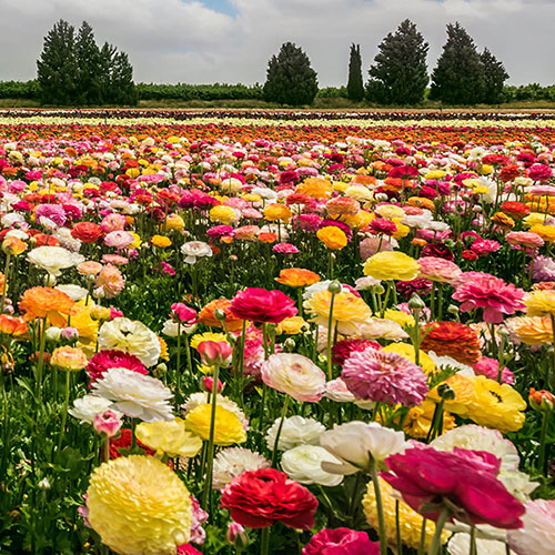 Mixed Colour Ranunculus