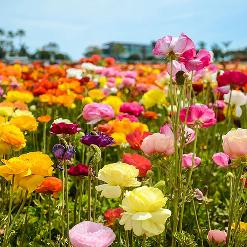 Mixed Colour Ranunculus