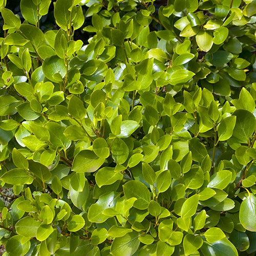 New Zealand Privet Hedges New Zealand Privet Hedges