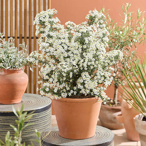 Olearia Spring Bling