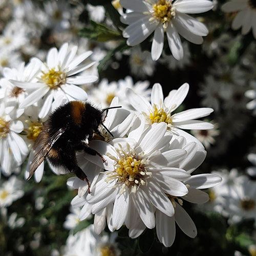Olearia Spring Bling