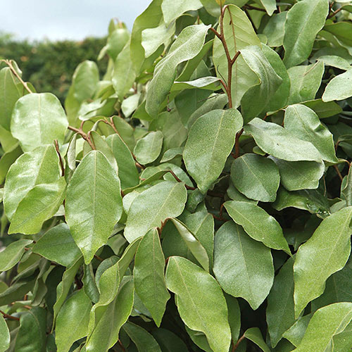 Oleaster Hedges Oleaster Hedges