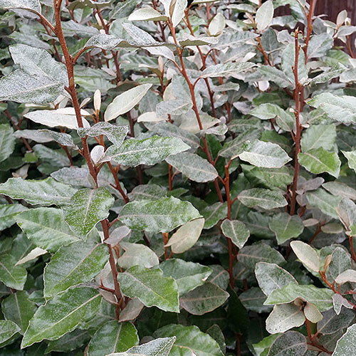 Oleaster Hedges Oleaster Hedges