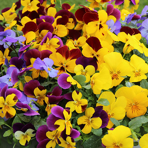 Pansy Cascadia XL Trailing