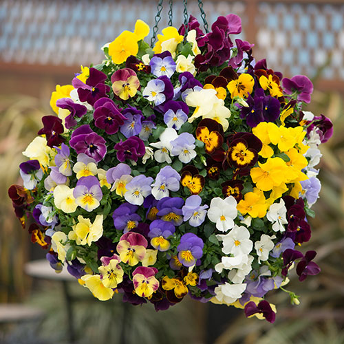 Pansy Cascadia XL Trailing