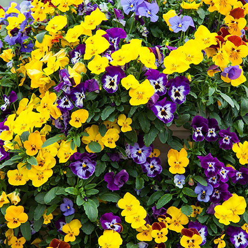 Pansy Cascadia XL Trailing