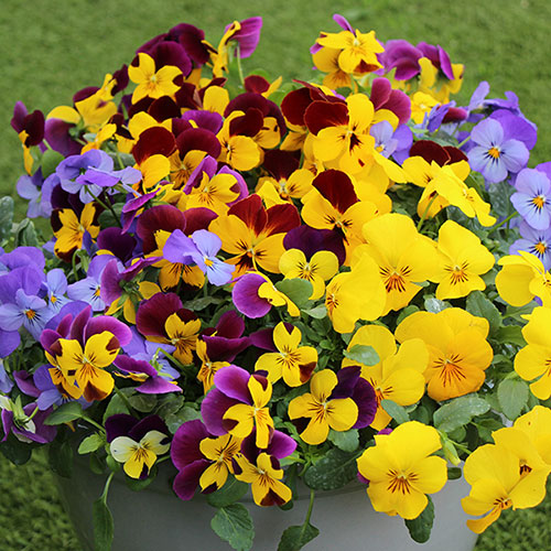 Pansy Cascadia XL Trailing