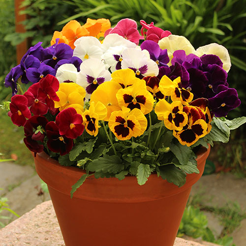Pansy Grande Fragrance Pansy Grande Fragrance