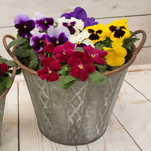 Pansy Grande Fragrance Pansy Grande Fragrance
