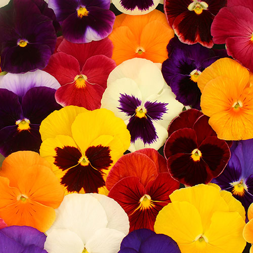 Pansy Grande Fragrance Pansy Grande Fragrance