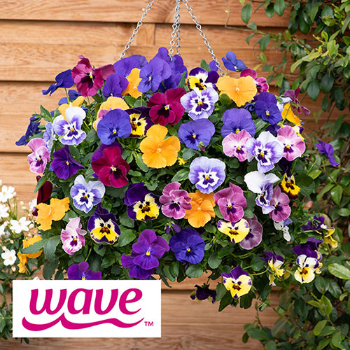 Pansy Top Wave