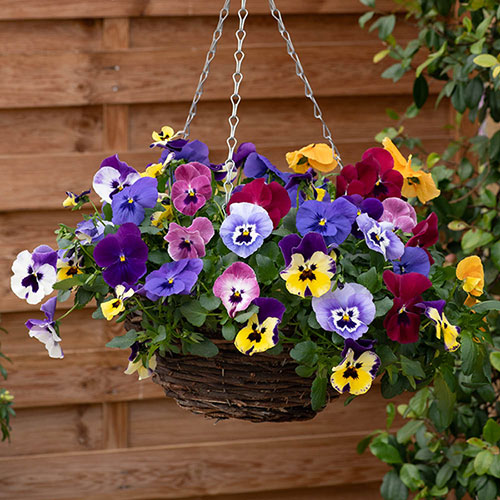 Pansy Top Wave