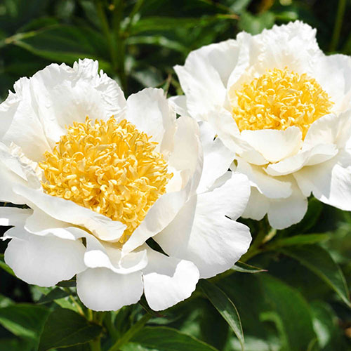 Patio Peony Dublin