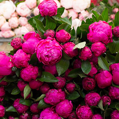Patio Peony London Patio Peony London